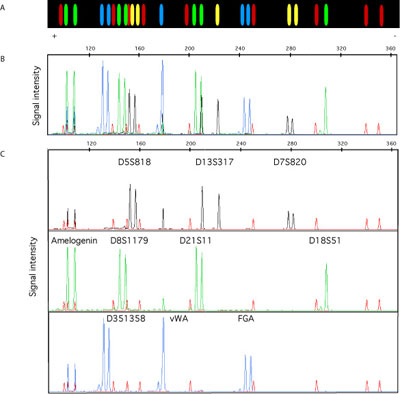 Download Essential Genetics Klug Pdf Free