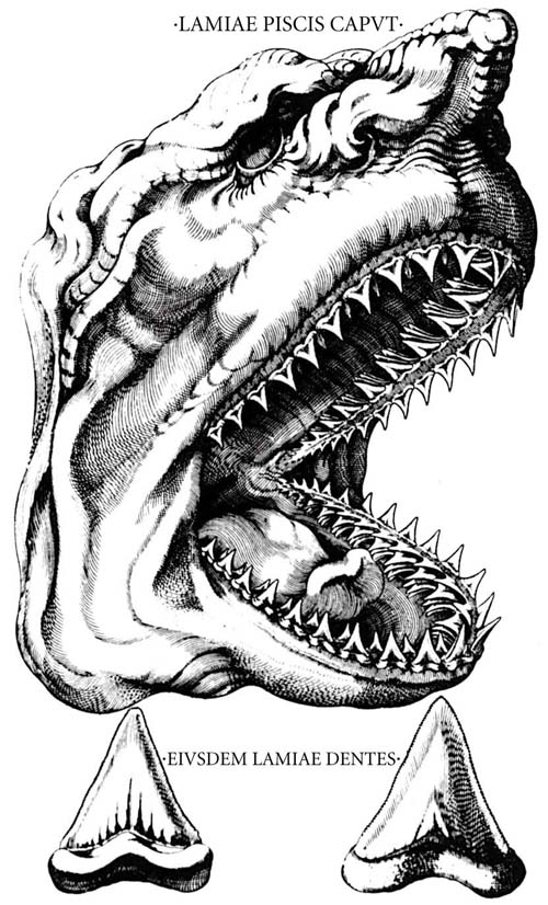 http://www.blackwellpublishing.com/paleobiology/jpg/300_96dpi/c01f007.jpg