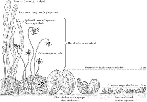 Introduction To Paleobiology And The Fossil Record