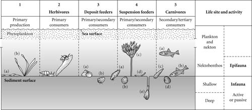 Introduction To Paleobiology And The Fossil Record