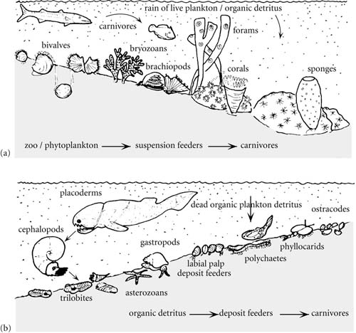 Introduction To Paleobiology And The Fossil Record
