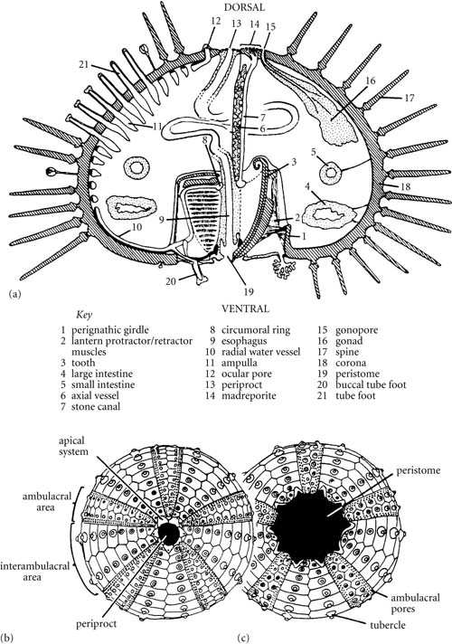Introduction to Paleobiology and the Fossil Record
