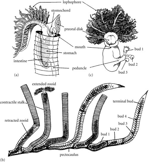 ebook science in clothing