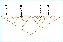 asexual_taxonomic.jpg