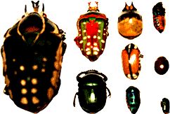 beetlebugs.jpg