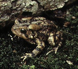 bufo_americanus.jpg