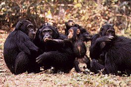 chimpanzees.jpg