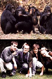 chimps_and_punks.jpg