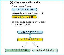 chromosomal_inversion.jpg