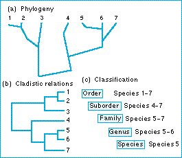 classification evolution advantages natural ridley