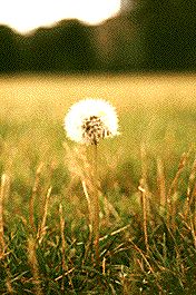 dandelion_seeds.jpg