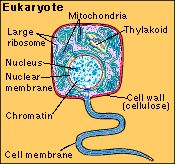 eukaryote.jpg