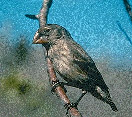 finch_magnirostris.jpg