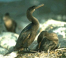 flightless_cormorants.jpg