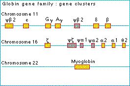 gene_clusters.jpg