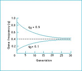 gene_frequency_convergence.jpg