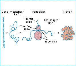 gene_information_transfer.jpg