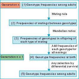 general_model_of_population_genetics.jpg