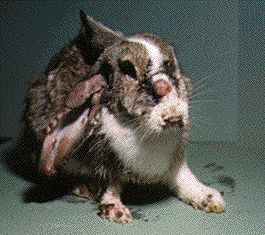 Myxomatosis [1994– ]