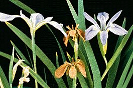 iris2.jpg