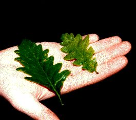 oak_leaves.jpg