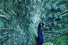peacock3.jpg
