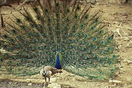 peacock4.jpg