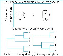 phenetic_measurements.jpg