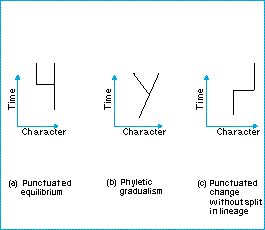 equilibrium punctuated gradualism evolution theory