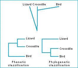 phylogenetic_phenetic_classification.jpg