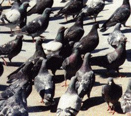 pigeons.jpg