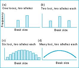 polygenic_character.jpg