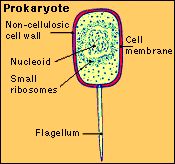 prokaryote.jpg