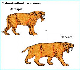 saber-tooth_carnivores.jpg