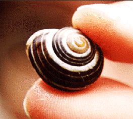 snail.jpg