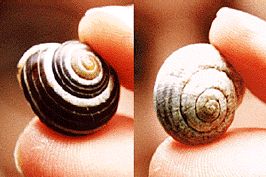 snail_comp.jpg