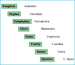  taxonomic