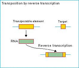 transposed