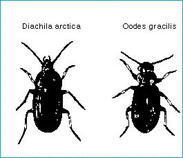 two_beetles.jpg