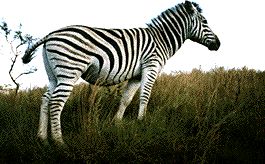 zebra.jpg