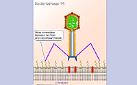 Bacteriophage T4
