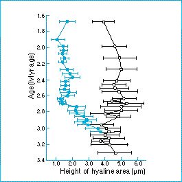 Rhizosolenia.jpg