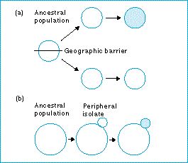 allopatric_speciation.jpg