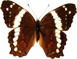 Anartia fatima Evolution Image Gallery Anartia fatima butterfly