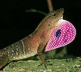 anole.jpg