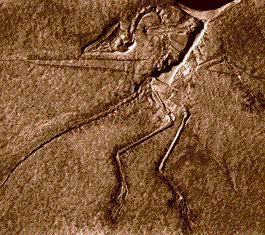 archaeopteryx.jpg