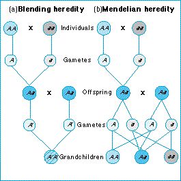 Evolution - Molecular and Mendelian Genetics