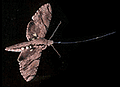 Moth