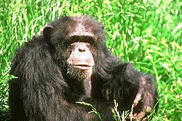 chimpanzee.jpg