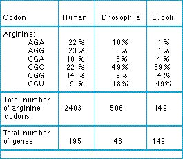 codon_bias.jpg